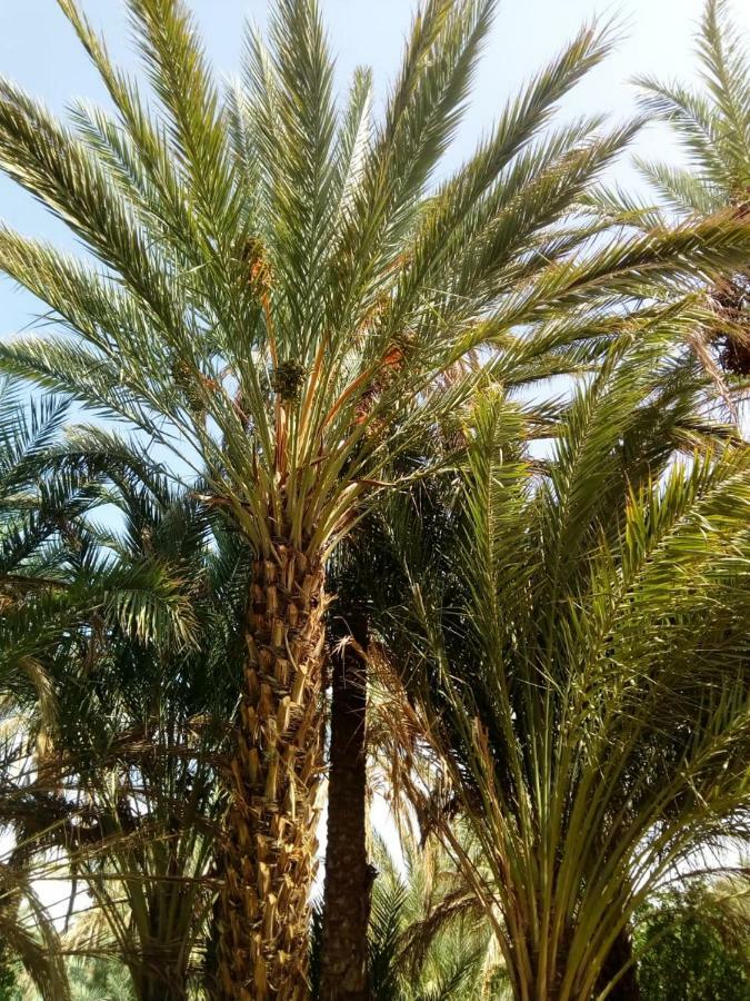 Le Chant Des Palmiers Agdz Dış mekan fotoğraf